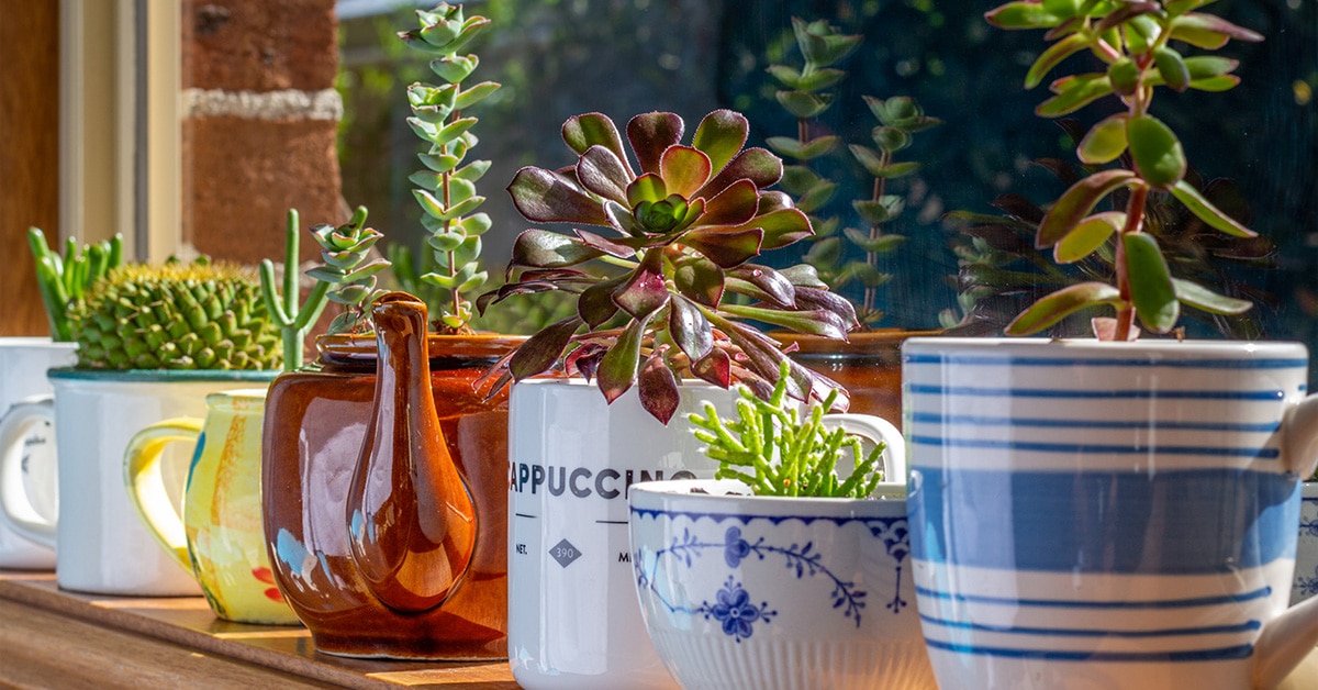 6 Household Items That You Can Repurpose for Enrichment (With Videos!)